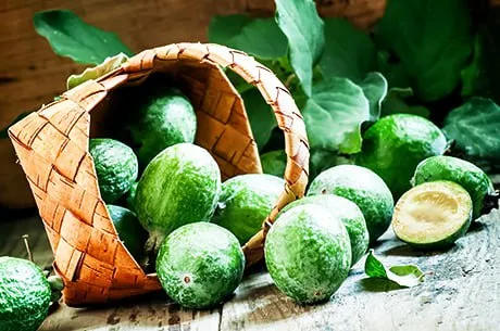 Как вырастить фейхоа в квартире: уход, условия, урожай