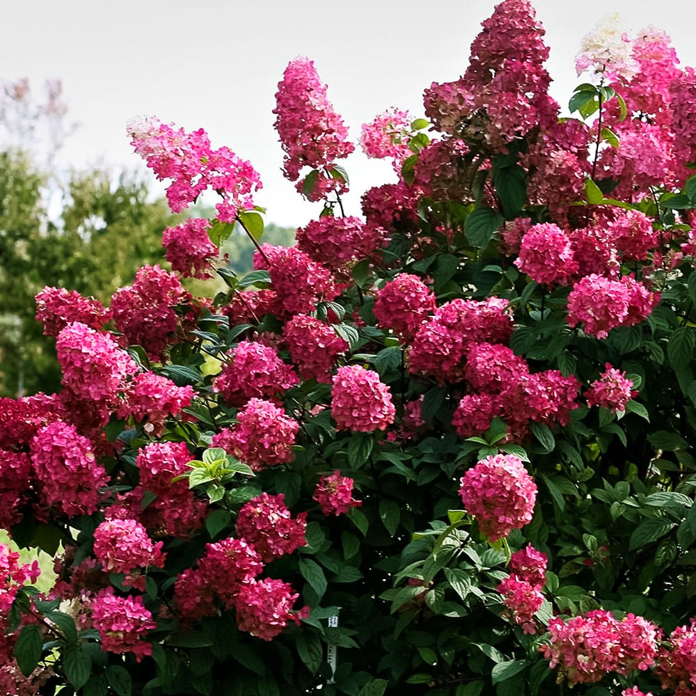 Гортензия метельчатая Даймонд Руж