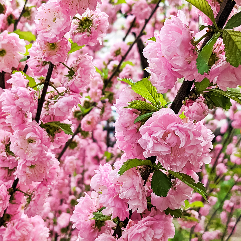 Миндаль трехлопастной Розенмунд