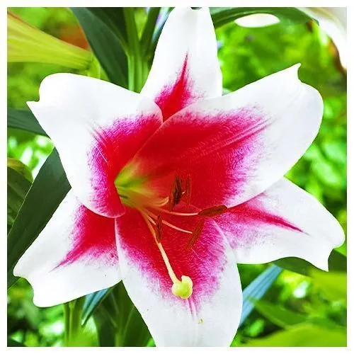 Лилия ЛО-гибрид Триумфатор