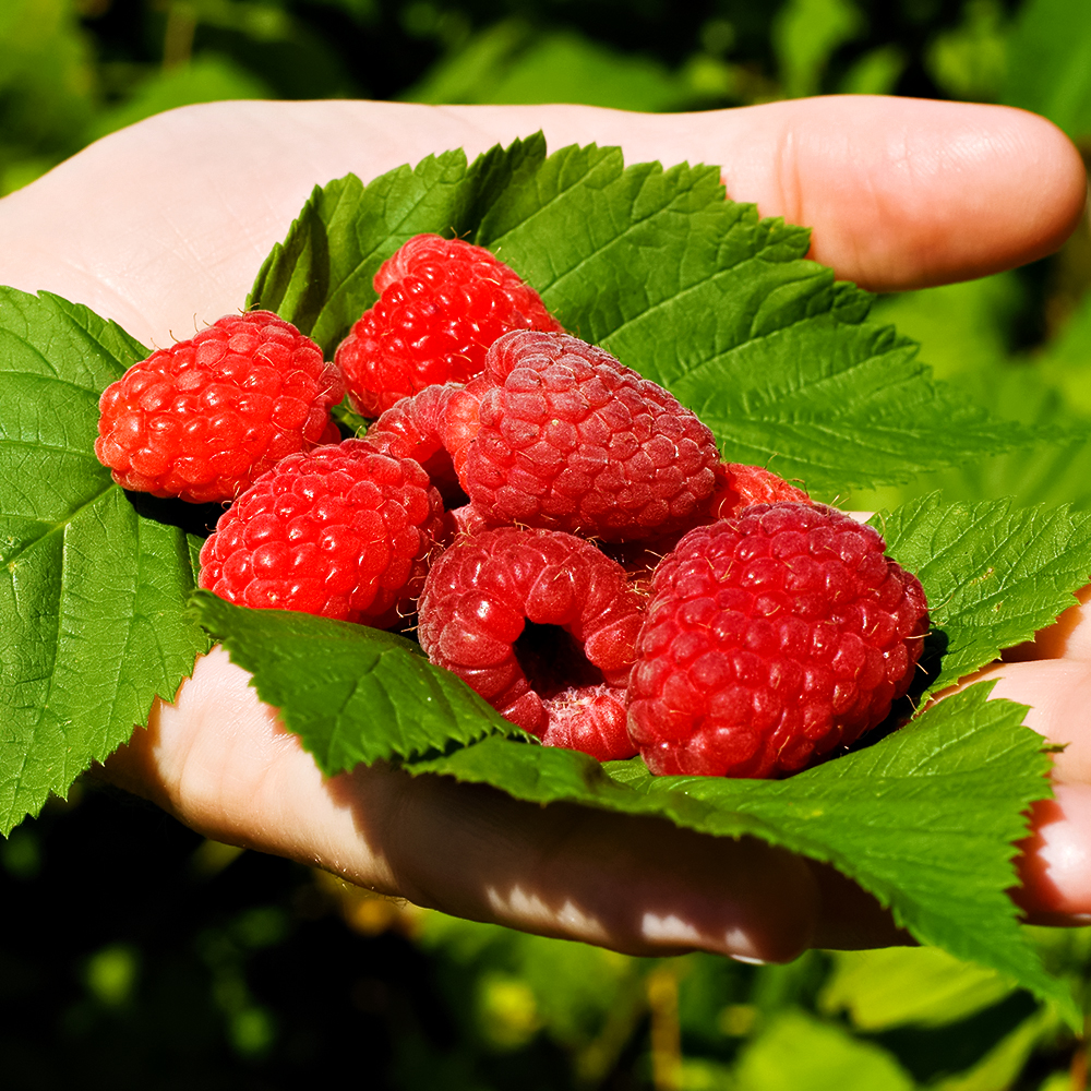 Малина ремонтантная июньская Прималба