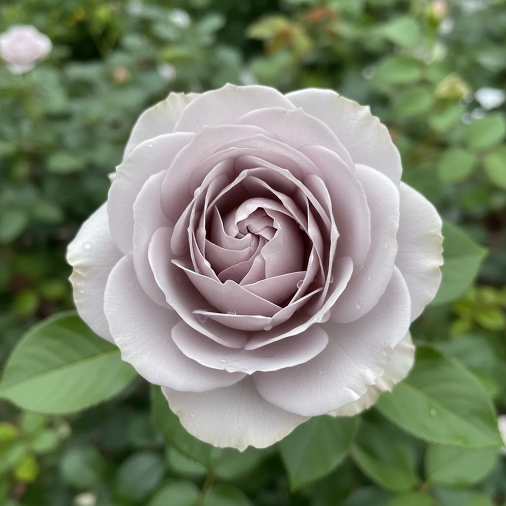 

Роза спрей премиум Инносент Карамель