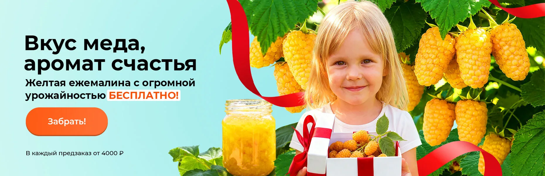 Вкус меда, аромат счастья! Желтая ежемалина с огромной урожайностью БЕСПЛАТНО! В каждый предзаказ от 4000 ₽