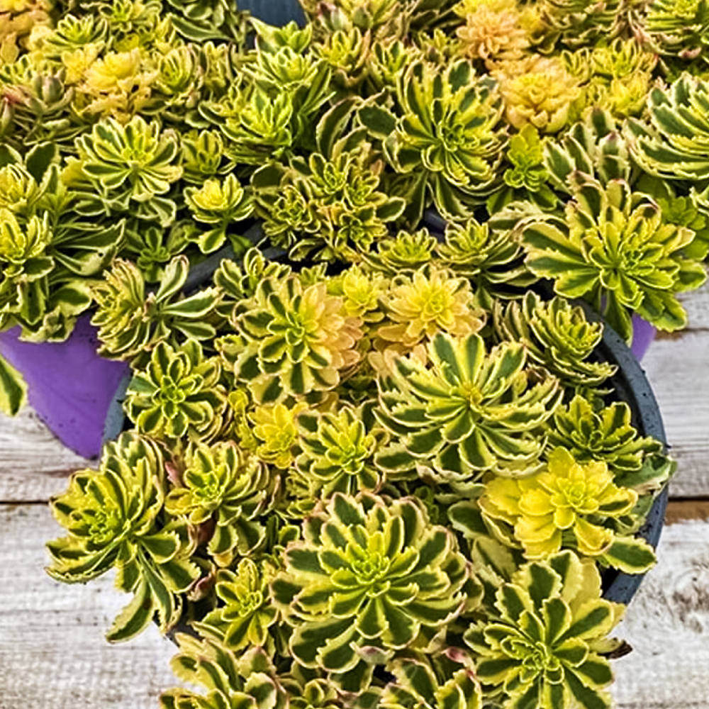 

Очиток (седум) Миддендорфа Вариегата