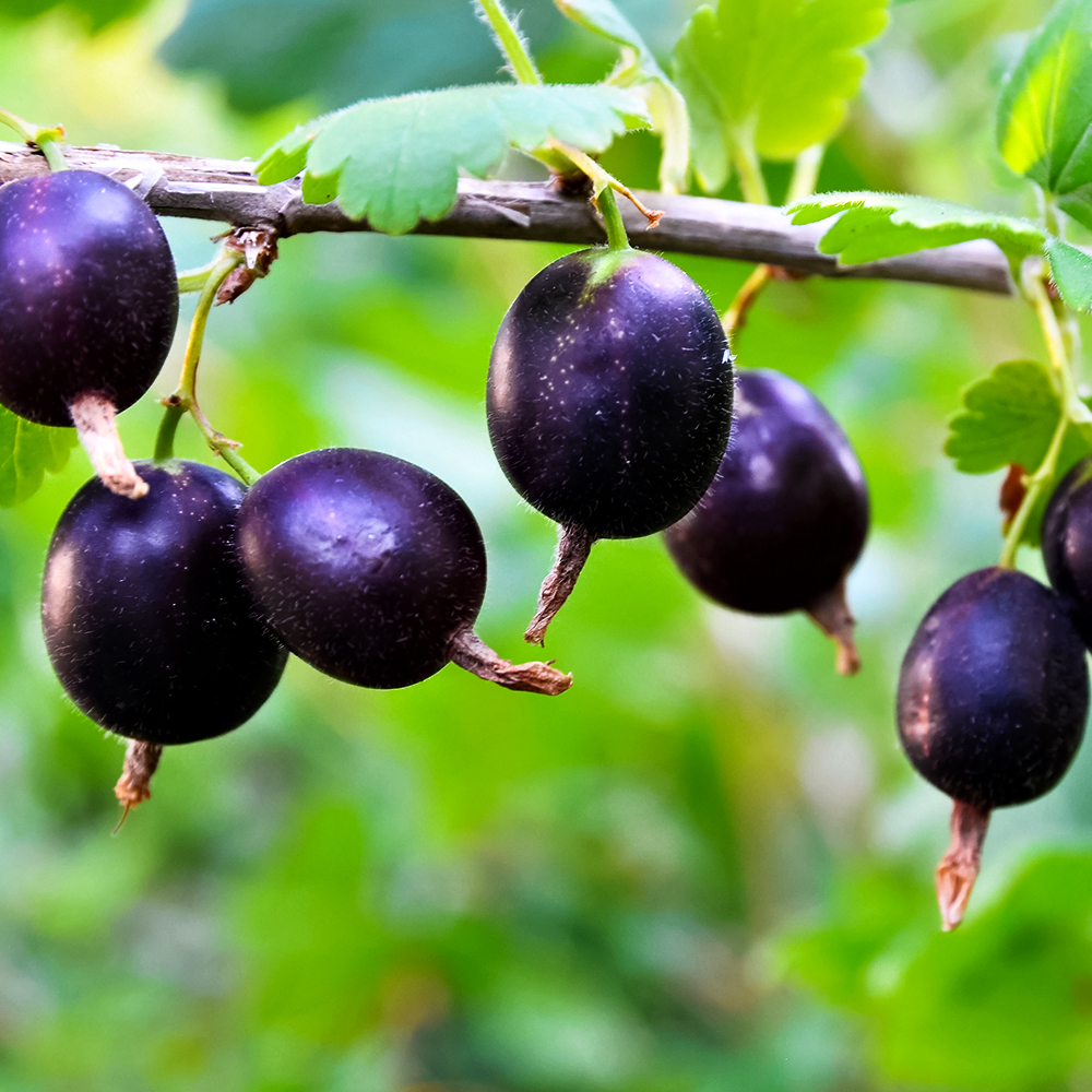 

Крыжовник с мягкими шипами Орленок