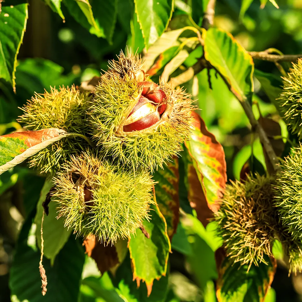 Каштансъедобныйкитайский