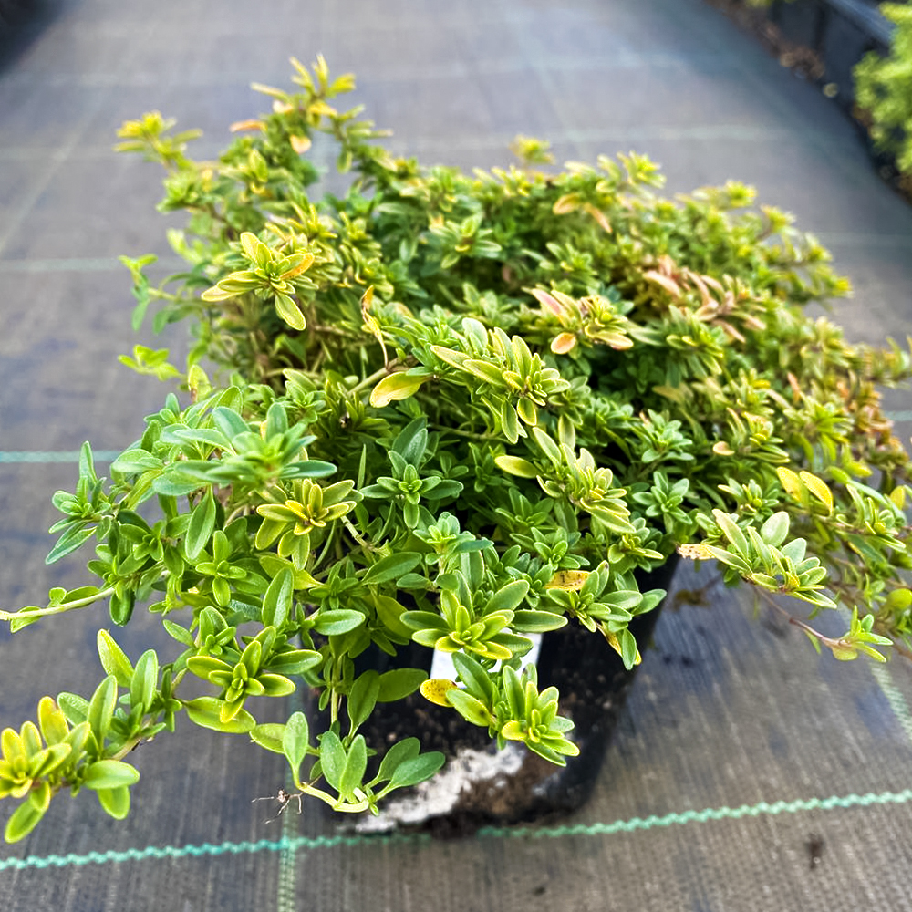 Тимьян (чабрец) лимоннопахнущий Голди