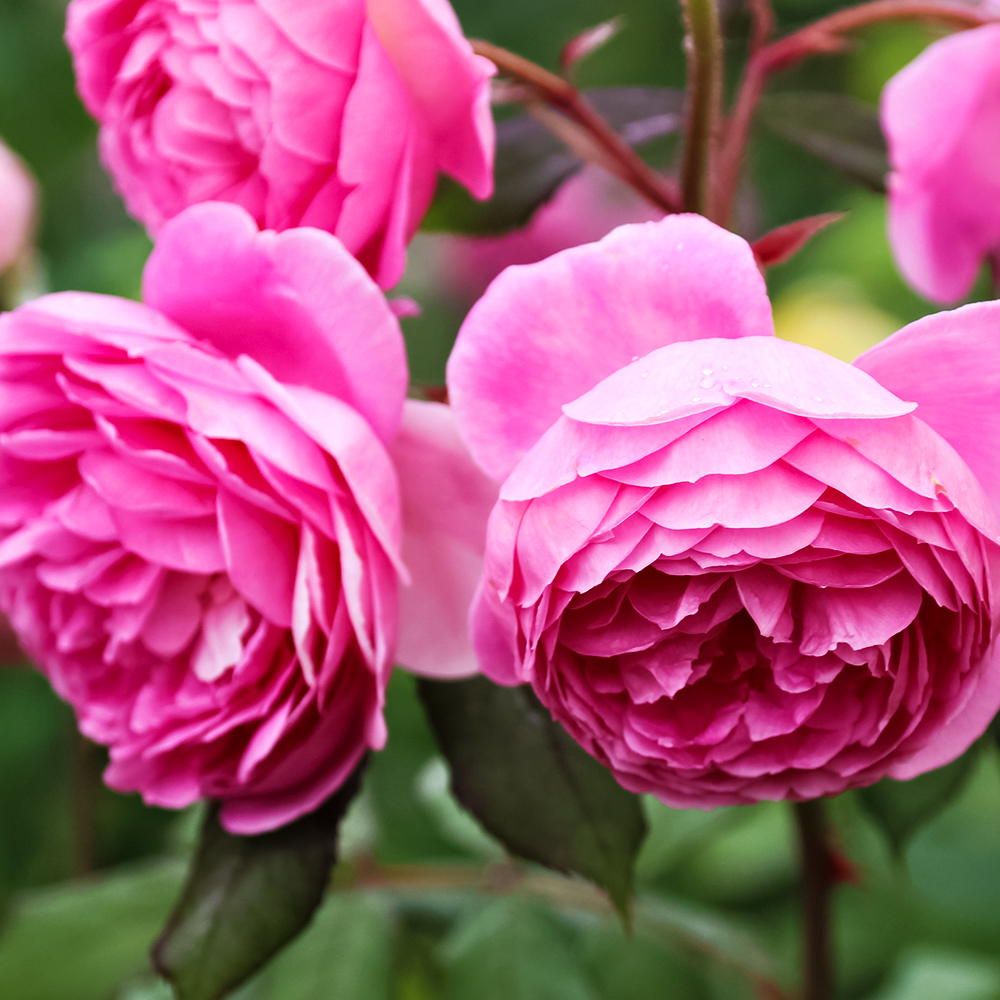 Роза английская с крепким иммунитетом Алан Титчмарш