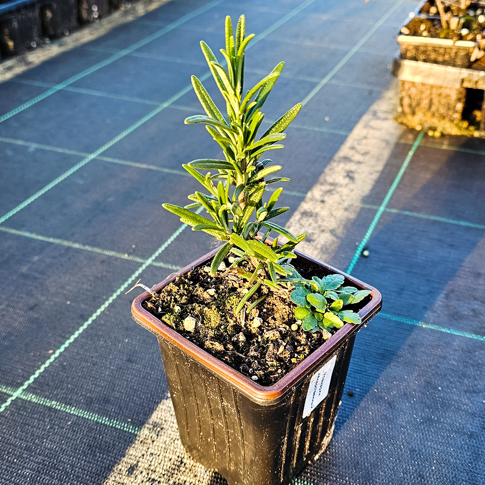 Розмарин лекарственный