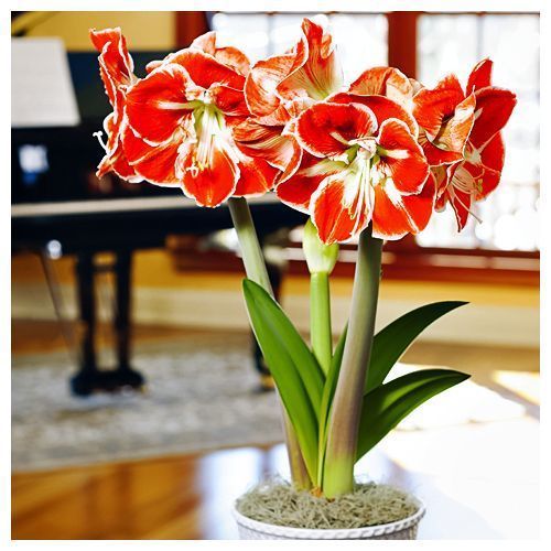 

Амариллис (гиппеаструм) Самба