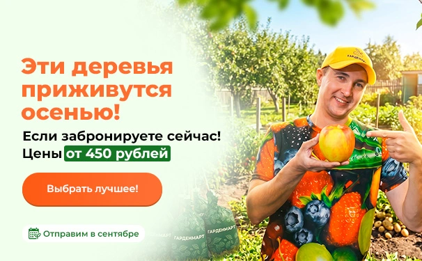 Эти деревья приживутся осенью! Если забронируете сейчас! Цены от 450 рублей. Отправим в сентябре