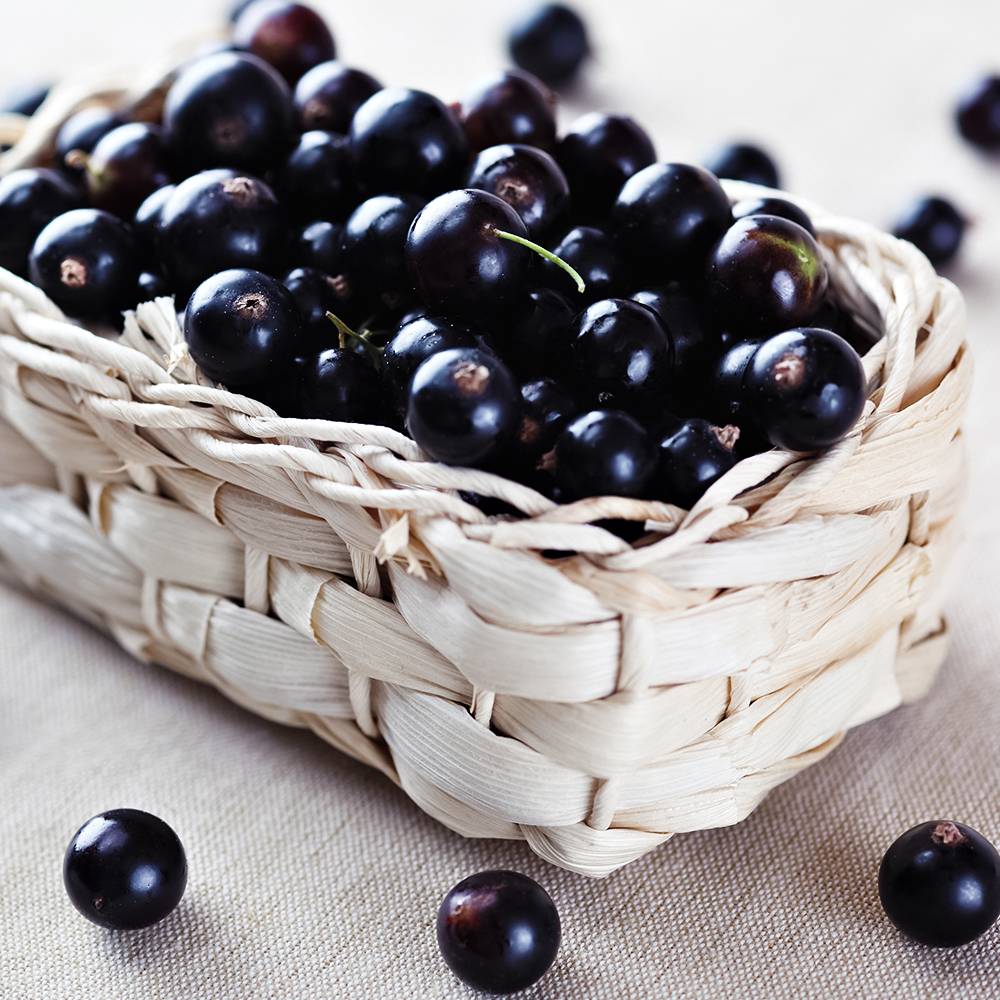 

Смородина черная сверхурожайная Сокровище