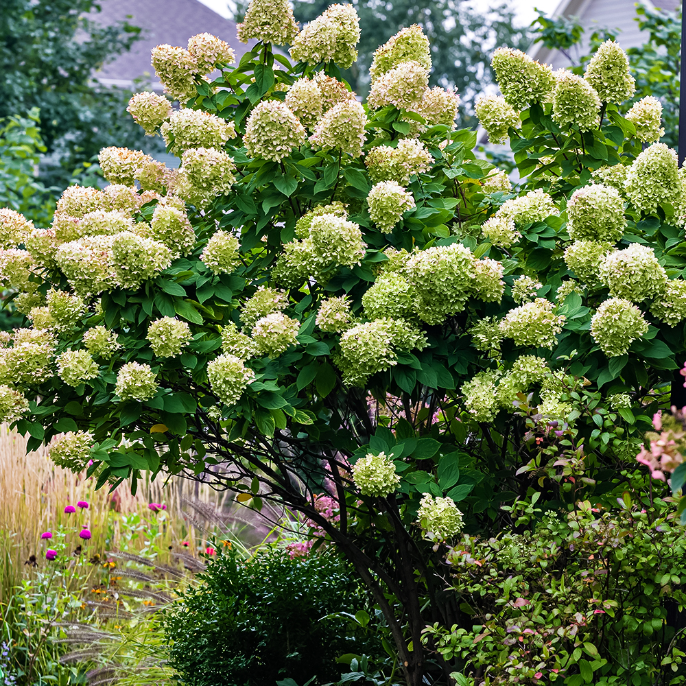 Гортензия метельчатая Лаймлайт