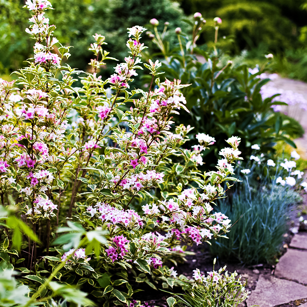 Вейгела цветущая Нана Вариегата