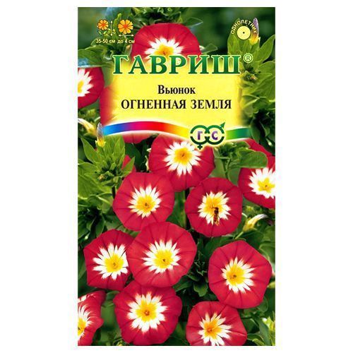 

Вьюнок трехцветный Огненная земля Гавриш