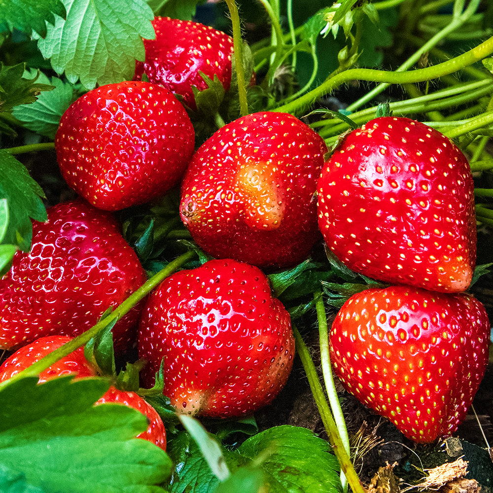 Земляника ремонтантная (крупноплодная) изысканного вкуса Амандин, 5 саж.