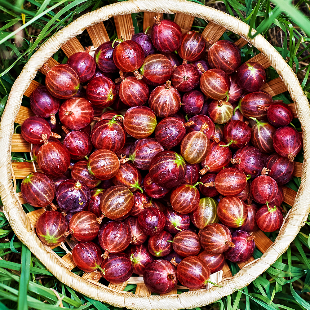 Крыжовник Челябинский слабошиповатый