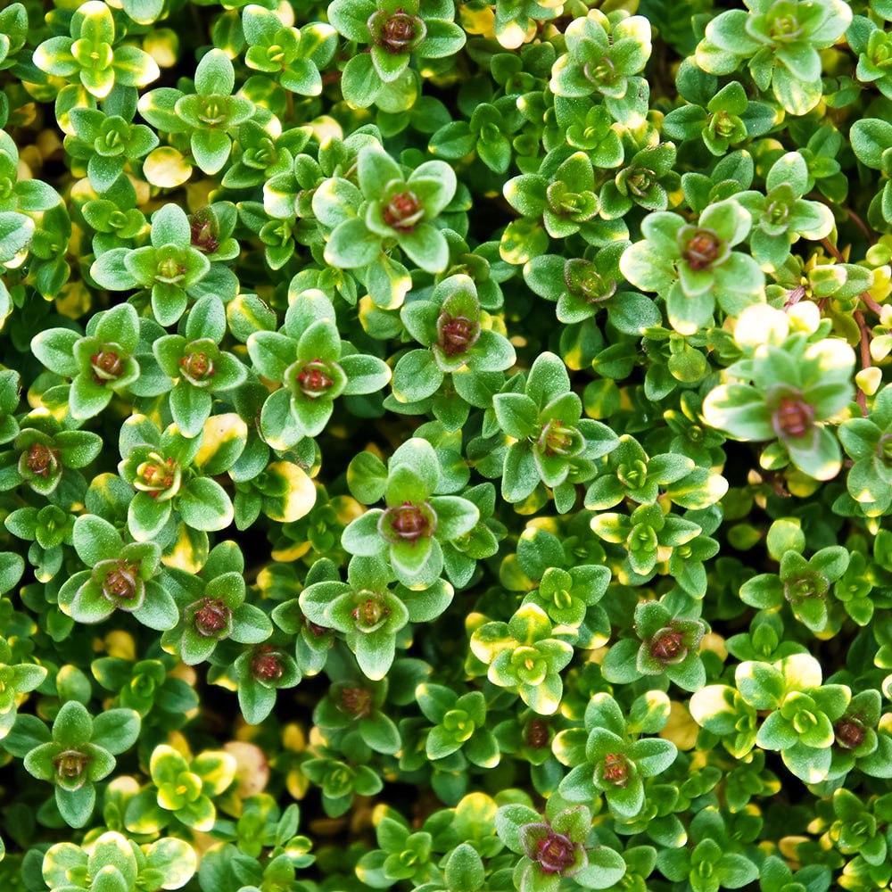 Тимьян (чабрец) лимоннопахнущий Бертрам Андерсон