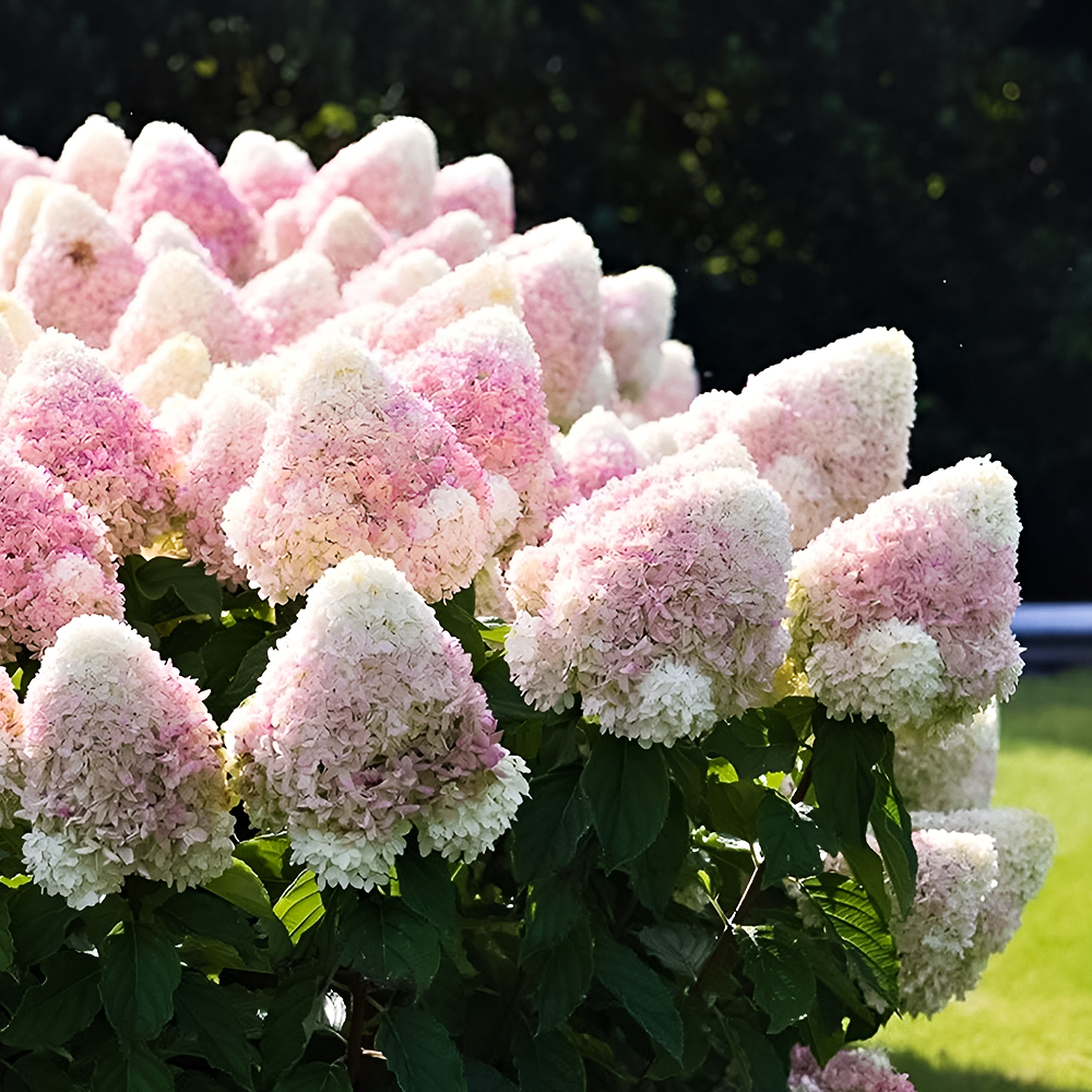 Гортензия метельчатая для новичков Саммер Лав