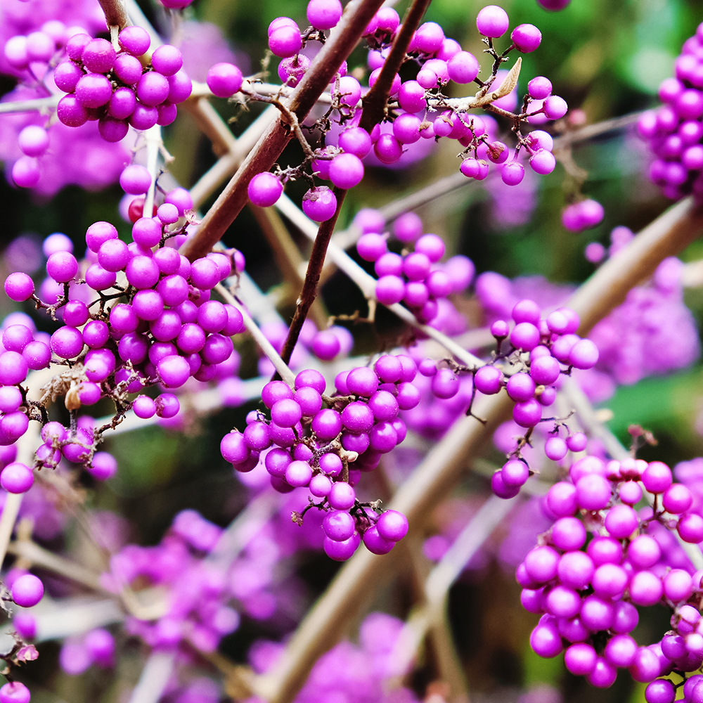 

Красивоплодник Бодиньера Профьюжн