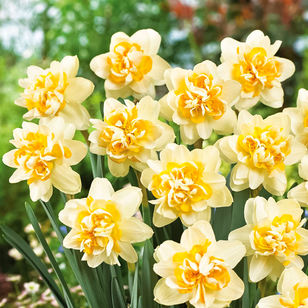 

Нарцисс махровый Пич Кобблер