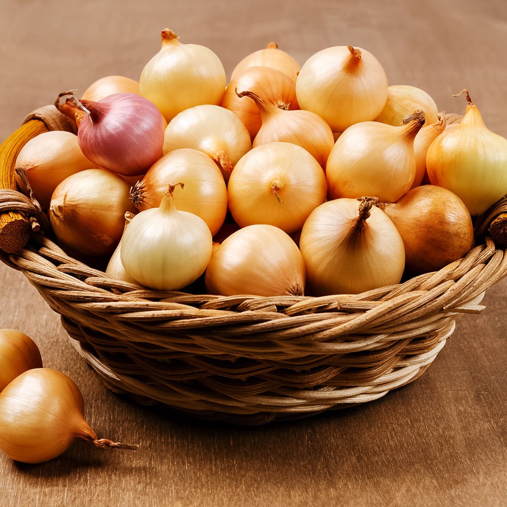 

Лук-севок Штутгартен Ризен