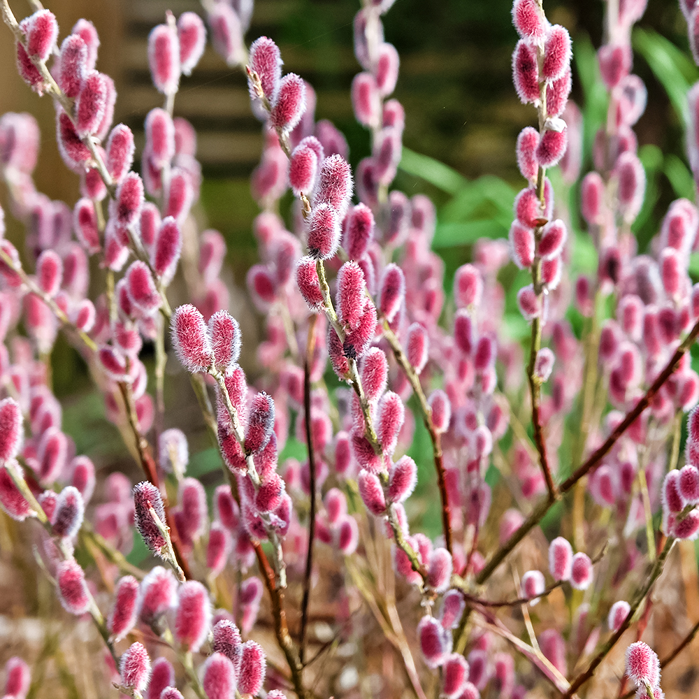 Ива японская розовая Маунт Асо