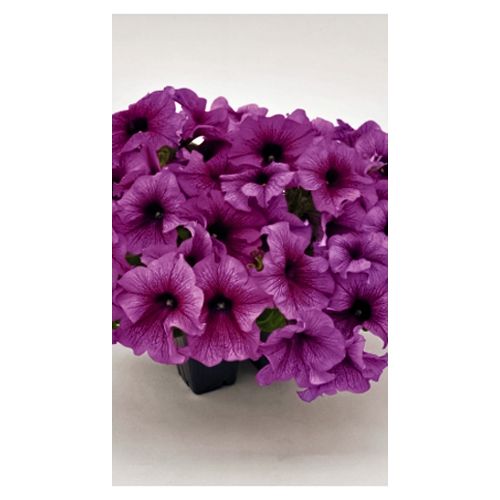 Петуния крупноцветковая Саксесс 360 F1 Парпл Вэйн Евросемена