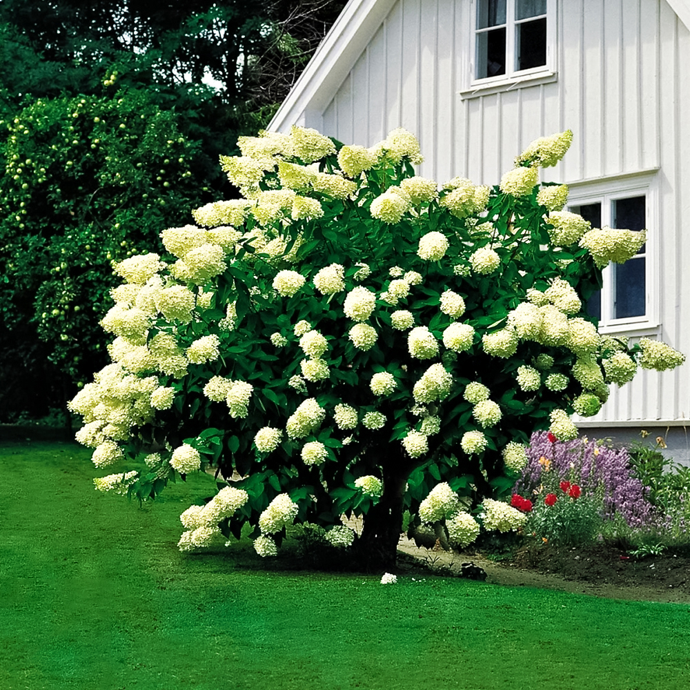 

Гортензия метельчатая Грандифлора