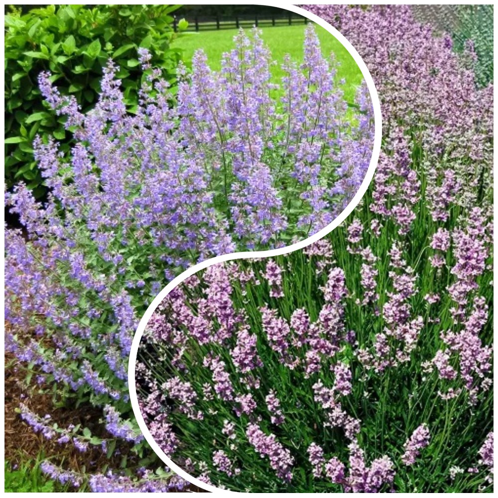 Сверхвыгода! Комплект душистых трав "Антистресс" из 2 сортов