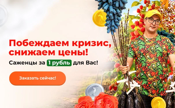 Побеждаем кризис, снижаем цены! Саженцы за 1 рубль для Вас!