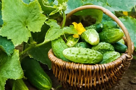 Вкусно круглый год: топ-5 сортов огурцов, которые можно посадить на подоконнике Вкусно круглый год: топ-5 сортов огурцов, которые можно посадить на подоконнике