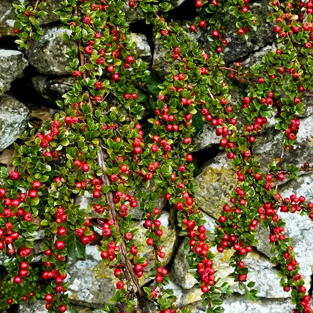 Кизильник блестящий (3 года)