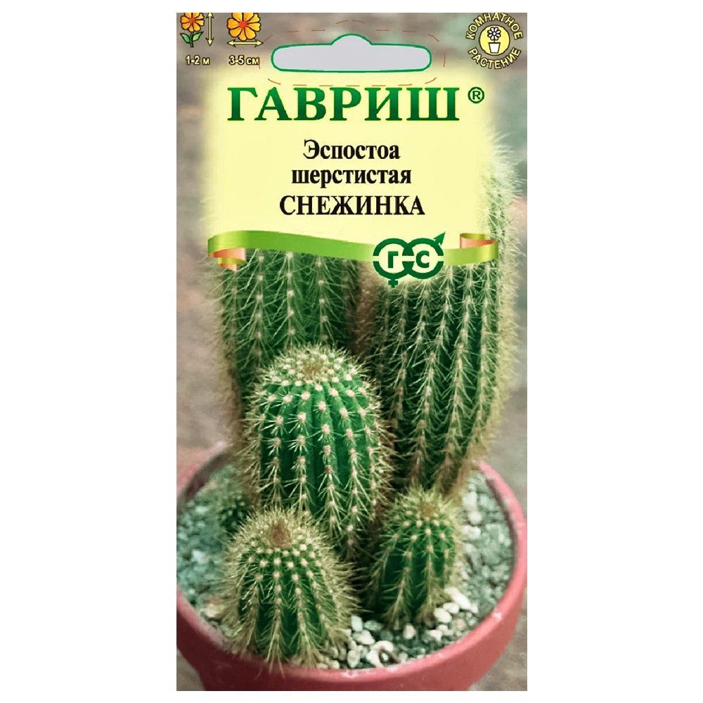 

Эспостоа шерстистая (кактус) Снежинка Гавриш