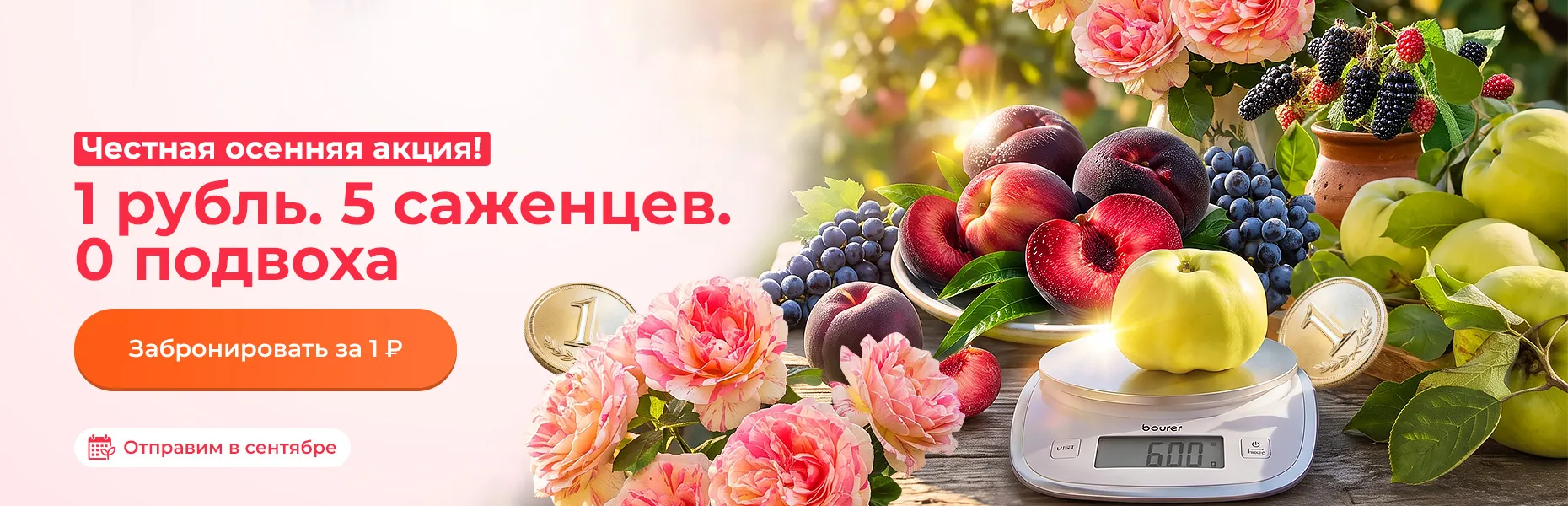 Честная акция! 1 рубль. 5 саженцев. 0 подвоха. Отправим в сентябре