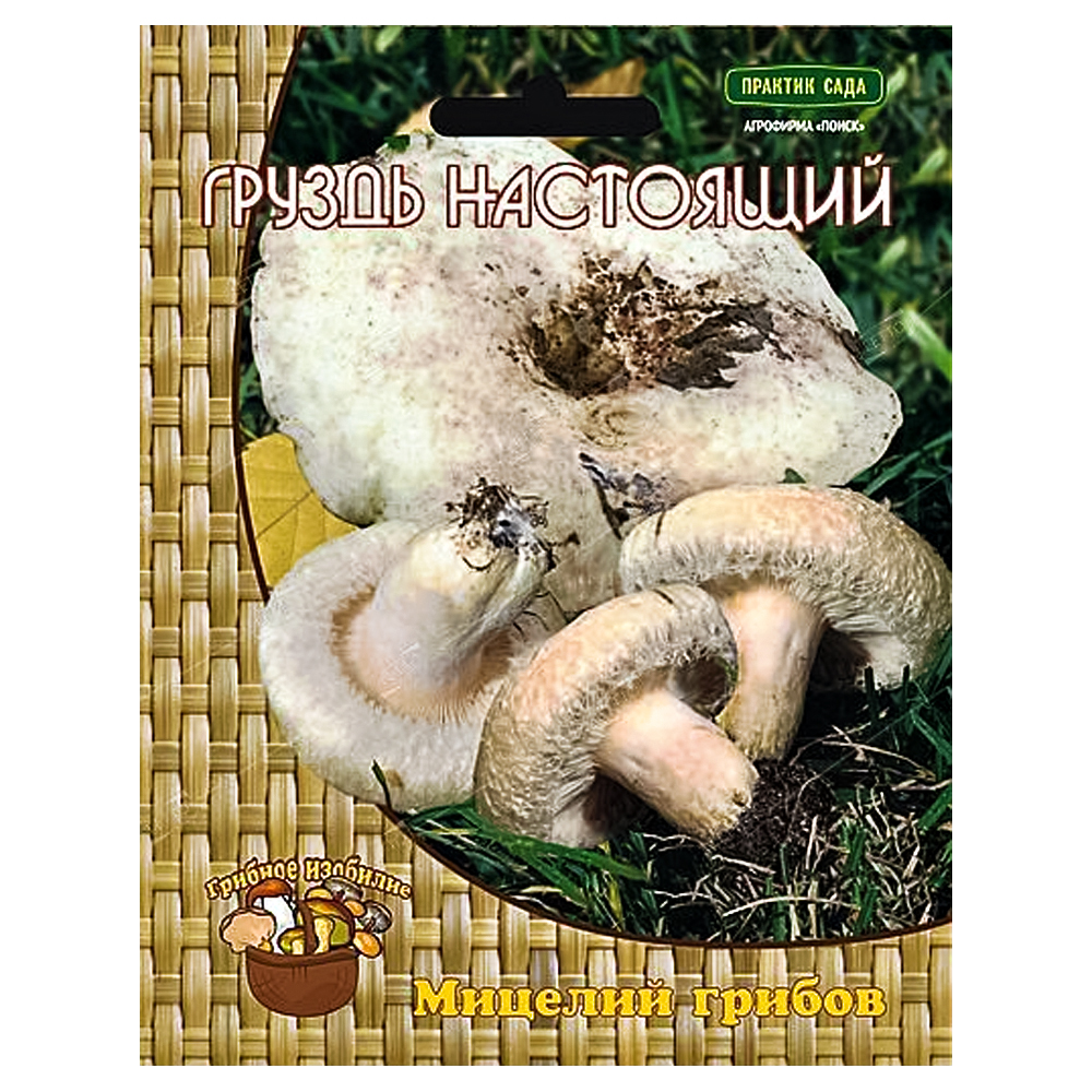 Груздь белый (настоящий) Поиск