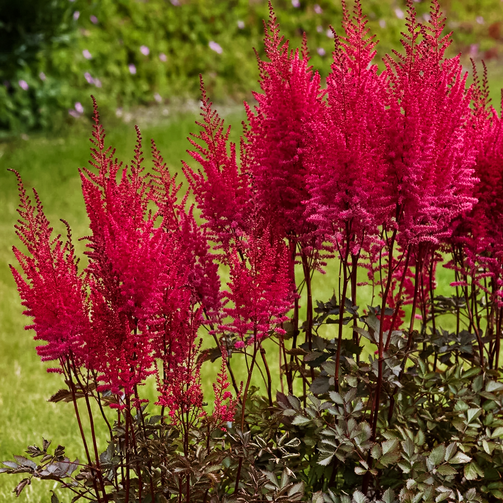 

Астильба китайская Майти Чоколейт Черри