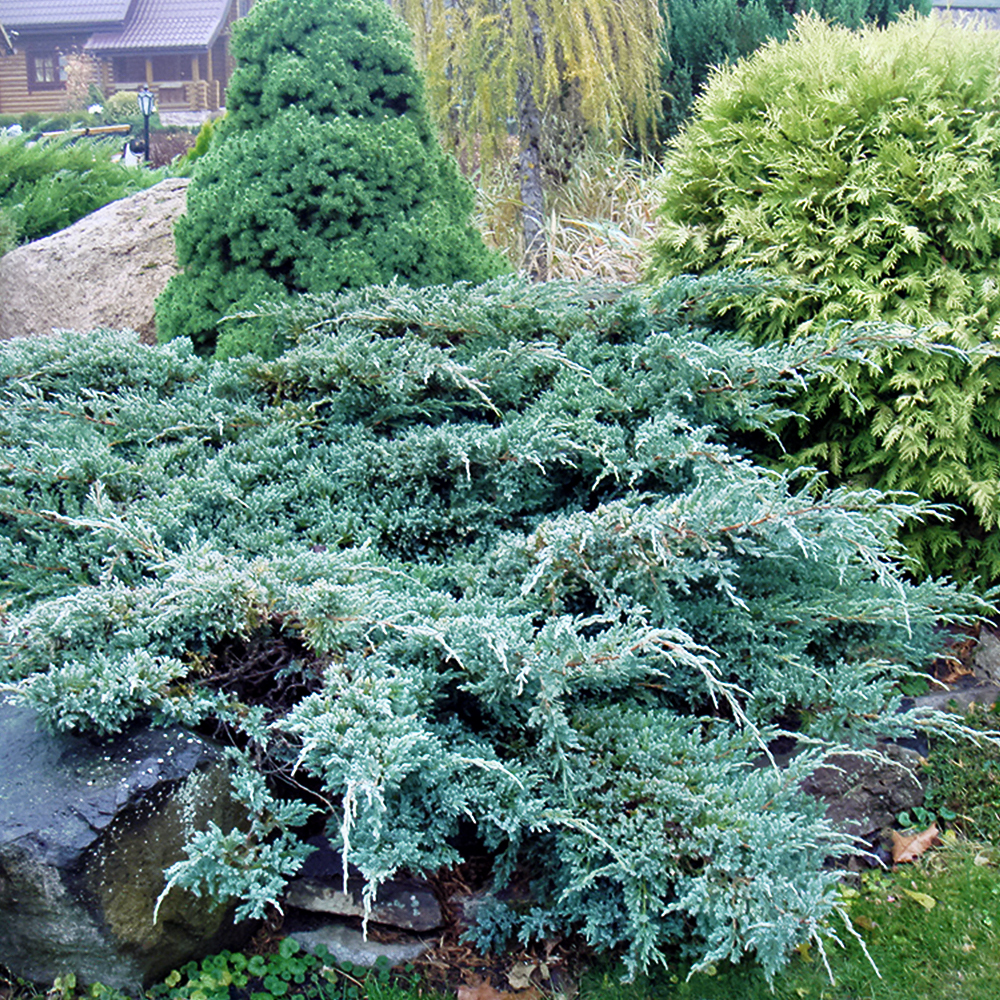 

Можжевельник горизонтальный Блю Карпет