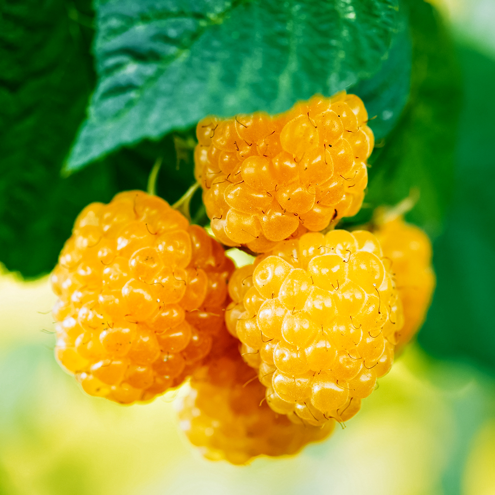 

Малина ремонтантная со вкусом ананаса Фолголд