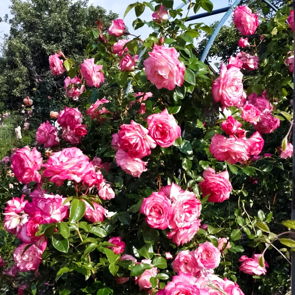 РозаплетистаяАрлекин