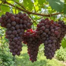 Виноград сладкий для сложного климата Свенсон Ред № 1