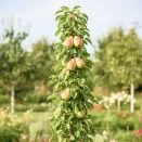 Груша колоновидная Сладкая красавица № 1