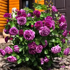 Роза флорибунда Минерва