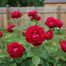 Роза канадская неукрывная Эмили Карр № 2