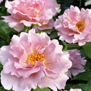 Роза флорибунда японская Кутюр Роз Тилия