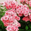 Роза флорибунда Кимоно № 2