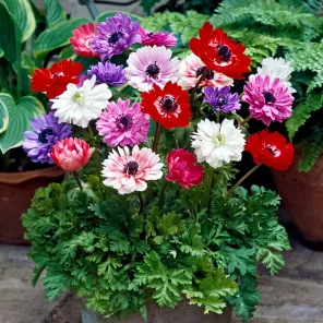 Анемона махровая Сент Бриджит, микс