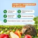 Смородина черная Якутская № 2