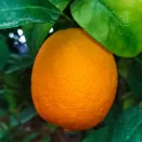 Апельсин комнатный для начинающих Сангвинелли № 2