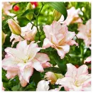 Лилия восточная махровая Бьютитренд № 2